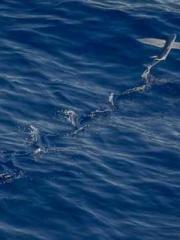 A Spicy Wife from th