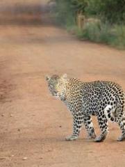 Transmigrated to the