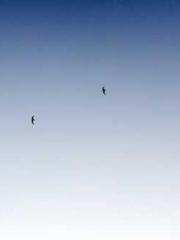 King of Nine Profoun