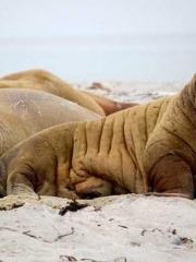 King of Nine Profoun